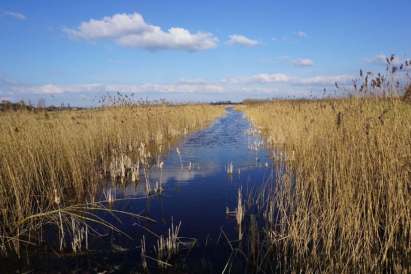 Nederlands Goud van Vivièn Nieuwenweg