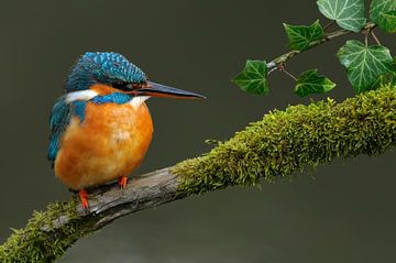 Eisvogel von Paul van Gaalen, natuurfotograaf