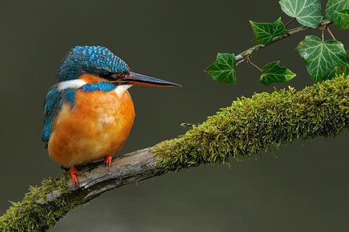IJsvogel