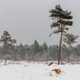 Pine Trees In The Snow von William Mevissen