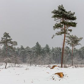 Pine Trees In The Snow van William Mevissen