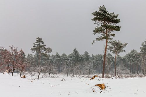 Pine Trees In The Snow