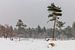 Pine Trees In The Snow van William Mevissen