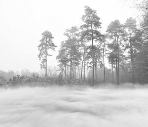 Pine in the clouds by Corinne Welp