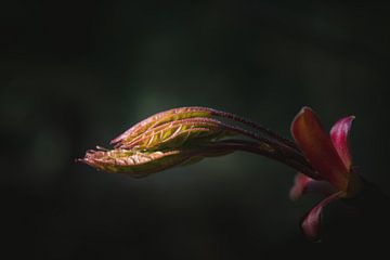 Cherish nature dark & moody van Sandra Hazes