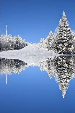 Eerste sneeuw op het bos onder een blauwe hemel van Claude Laprise
