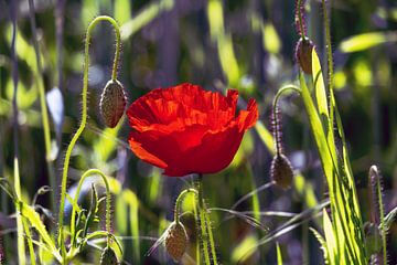 Le coquelicot en contre-jour sur Kurt Krause