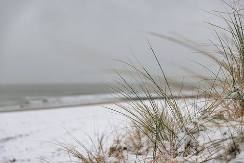 Helmgras op het witte strand