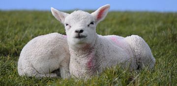 Lammetjes Texel van Ronald Timmer