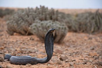 Naja Haje Legionis cobra