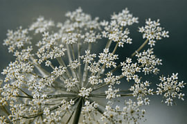 Gros plan sur une fleur 