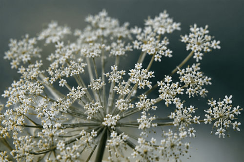 Blumen-Nahaufnahme 