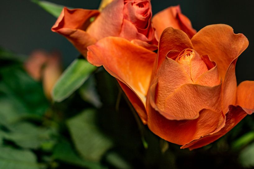 Flora : Rozenknopjes van Photoart-Naegele
