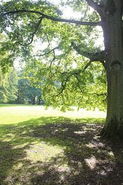 Baum im Sommer mit Schatten von Martin Flechsig