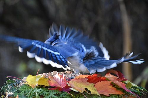 Een blauwe gaai bij de voederbak