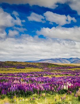 Purpurne Lupine am Arthurs-Pass, Neuseeland von Ricardo Bouman