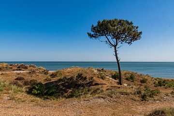 Blick auf einen Baum und das Meer von Terschelling von Merijn Loch