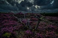 Lande près de Bergen 2 par peterheinspictures Aperçu