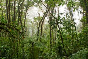 Primeval forest, cloud forest by Color Square