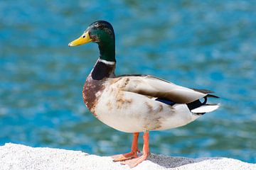 Colvert sur un rocher sur la rive sur ManfredFotos