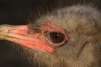 Struisvogel