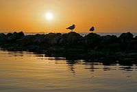 Sunset on the Grevelingen with seagulls on a breakwater
