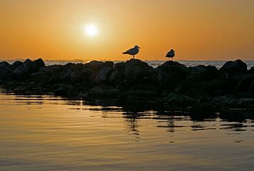 Sonnenuntergang auf dem Grevelingen mit Seemöwen auf einem Wellenbrecher von Judith Cool