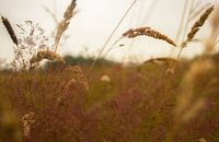 Zomer in het weiland 2