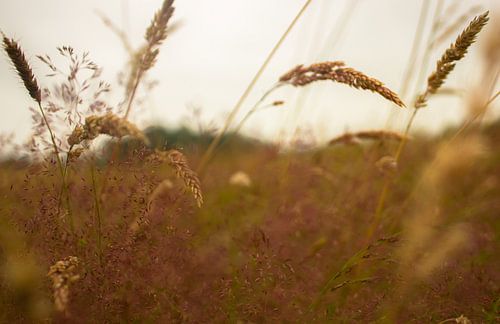 Zomer in het weiland 2 van Marlin van der Veen