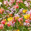 Tulipes à fleurs multicolores, (Tulipa), parterre de fleurs, Allemagne sur Torsten Krüger