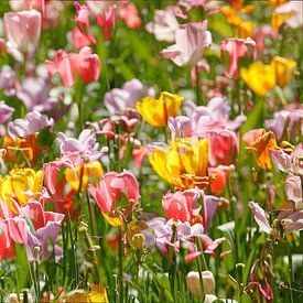 Bunt blühendeTulpen,  (Tulipa), Blumenbeet, Deutschland von Torsten Krüger