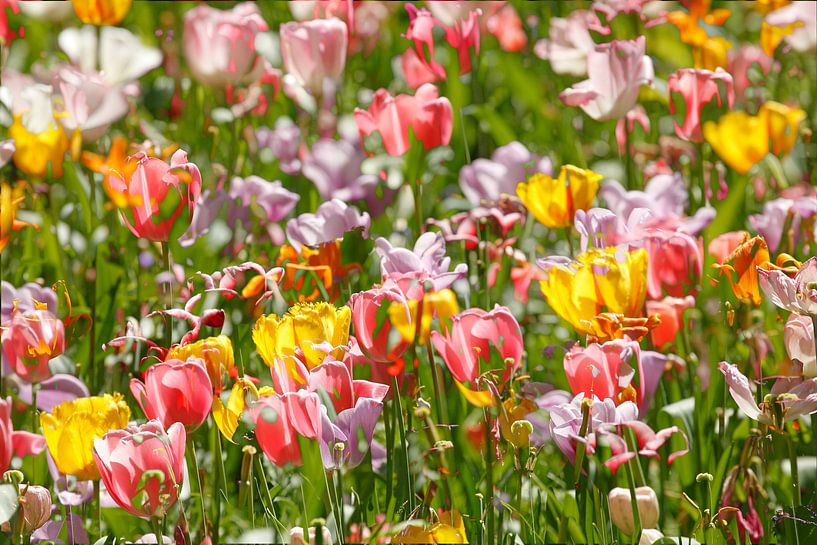 Bunt blühendeTulpen,  (Tulipa), Blumenbeet, Deutschland von Torsten Krüger