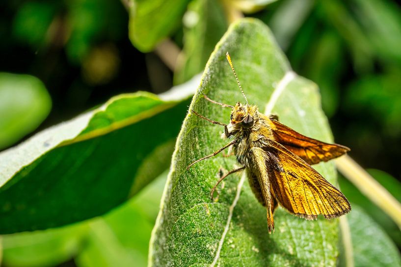 Macro d'un papillon à tête épaisse par Andreas Völkel