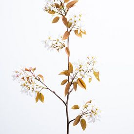 Currant Blossom by Maarten Leeuwis