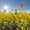 Blühender Raps in Schleswig-Holstein, D von Marco de Jong