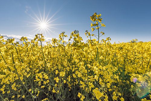Blühender Raps in Schleswig-Holstein, D