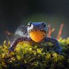 Alpenwatersalamander van Bram de Jong