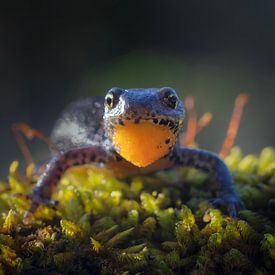 Alpine newt by Bram de Jong