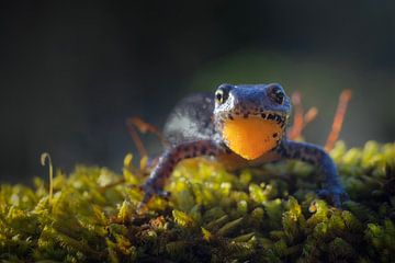 Salamandre des Alpes