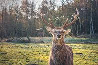 Waar kijk je naar? van Florian Kunde thumbnail