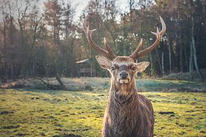 Waar kijk je naar? van Florian Kunde