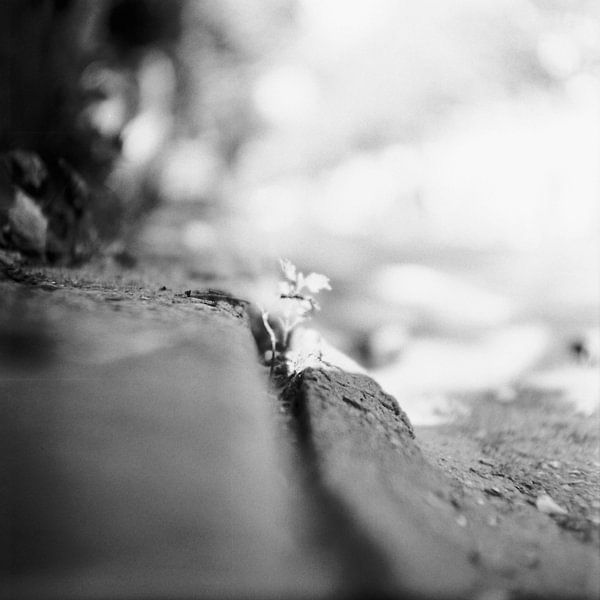Tender plant by Johannes Wobus