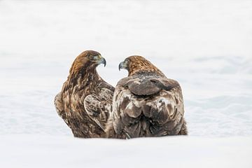 Steenarend, Aquila chrysaetos. Roofvogel