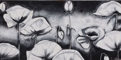 coquelicots noir et blanc