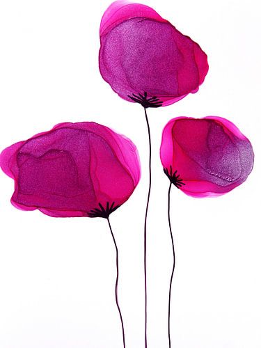 Magenta trio van klaprozen