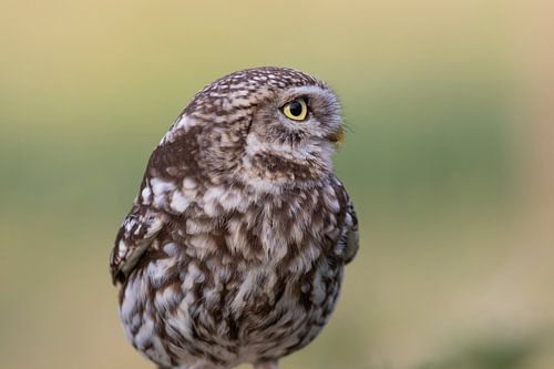 Portret van een steenuil