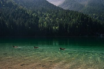 Trois canards en ligne dans un lac de montagne vert vif en Italie sur Dafne Vos