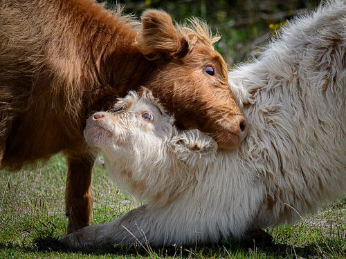 Playing Scottish Highlanders