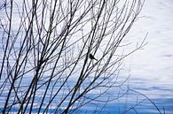 Bird in winter tree by Renske van Lierop thumbnail