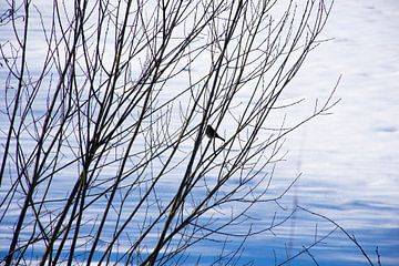 Vogel in winterse boom van Renske van Lierop